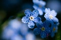 Tiny wood flowers called forget-me-not on bright sunlight.Sparkling