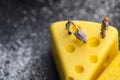 A tiny worker model is working on a cheesecake. model the worker, miniature company employee , employer figure Royalty Free Stock Photo