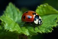 Tiny World Explorer Macro view of a ladybird in nature