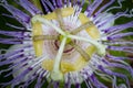 Tiny Worlds in Full Bloom: Maypop Passiflora Passionvine Flower in Stunning Macro Royalty Free Stock Photo