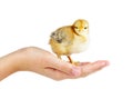 Tiny yellow-brown chicken on human palm