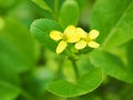 A tiny yellow cabbage flower on leaves background