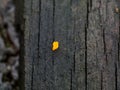 A tiny yellow color parasitic plant on a decaying plank