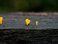 A tiny yellow color parasitic plant on a decaying plank