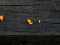 A tiny yellow color parasitic plant on a decaying plank