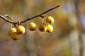 Tiny Yellow Crab Apples Hang From a Bare Branch