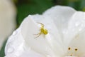 Yellow crab spider on a white rose Royalty Free Stock Photo