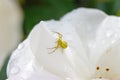 Yellow crab spider on a white rose