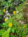 Tiny yellow flower that commonly called Asiatic Hawksbeard or Broadleaf Weed