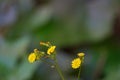 Tiny yellow flower flowers in the garden. Royalty Free Stock Photo