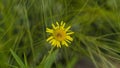 A view of isolated small yellow flower on grass Royalty Free Stock Photo