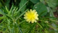 Tiny yellow flower with green leaves. Royalty Free Stock Photo