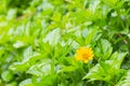 Tiny yellow flower and green leaves garden.