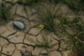 Tiny yellow flower rests on arid soil near rocks and grasses. Royalty Free Stock Photo