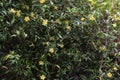 Tiny Yellow Flower Vine Background