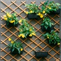 Tiny yellow flowers in black pots on wooden fence. Floral street summer decoration. Royalty Free Stock Photo