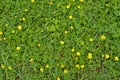 Tiny yellow flowers in green grass. Nature background. Royalty Free Stock Photo