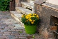 Tiny yellow flowers in green pot near the outdoor stairs. F Royalty Free Stock Photo