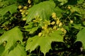 Maple tree in blossom with tiny yellow flowers and fresh green leaves. Close up Royalty Free Stock Photo