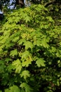 Maple tree in blossom with tiny yellow flowers and fresh green leaves. Close up Royalty Free Stock Photo