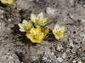 Tiny yellow flowers of the Rock Chink plant