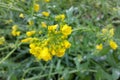 Tiny yellow flowers Royalty Free Stock Photo