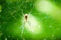 Yellow Spider on Web