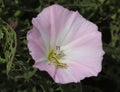 Tiny yellow grasshopper in pink flower.