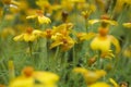 Tiny yellow meadow flowers