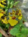 Tiny yellow orchid
