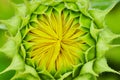 Tiny yellow petals forming inside green flower bud macro view of sunflower opening Royalty Free Stock Photo