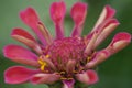 echinacea bud macro Royalty Free Stock Photo