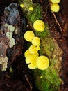 Tiny Yellow Wild Fungi Growing Naturally on Mossy Tree Bark in a Forest Environment Royalty Free Stock Photo