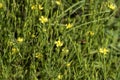 Tiny Yellow Wildflower - Generic Vegetation - Morgan County, Alabama USA