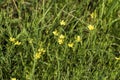 Tiny Yellow Wildflower - Generic Vegetation - Morgan County, Alabama USA