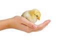Tiny yellowchicken on human palm Royalty Free Stock Photo