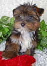 Tiny Yorkie Puppy Royalty Free Stock Photo