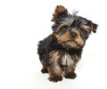 Tiny Yorkie Puppy