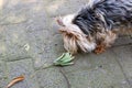 Tiny Yorkie sniffing dry fallen leaves