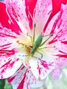 Tiny young mantis standing in colorful rose top view