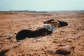 Tiny young puppies sleeping on the warm desert floor in winter, area of the saqqara pyramids in egypt. Hungry stray dogs roam the