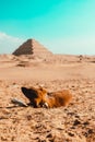 Tiny young puppies sleeping on the warm desert floor in winter, area of the saqqara pyramids in egypt. Hungry stray dogs roam the