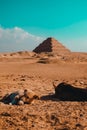 Tiny young puppies sleeping on the warm desert floor in winter, area of the saqqara pyramids in egypt. Hungry stray dogs roam the