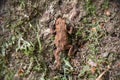 Tiny young toad Bufo bufo, climbing tree truck.