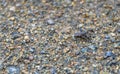 Tiny young Western Toad migrating across the Lost Lake beach to the Alpine Forest, Whistler, British Columbia, Canada Royalty Free Stock Photo