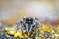 Tiny zebra jumping spider is looking in wild nature Royalty Free Stock Photo