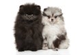 Tiny Zwerg Spitz puppies on white background Royalty Free Stock Photo