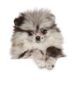 Zwerg Spitz puppy above banner on white background Royalty Free Stock Photo