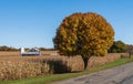 A barn in a field of dying corn with fall colors on a tree next to a road that runs past the field in Tionesta, Pennsylvania, USA Royalty Free Stock Photo