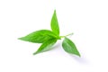 Tip of andrographis paniculata leaf. Royalty Free Stock Photo